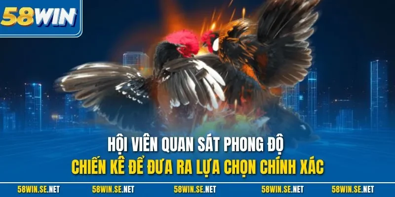 Hội viên quan sát phong độ chiến kê để đưa ra lựa chọn chính xác