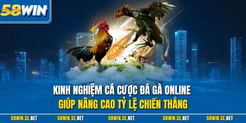 Kinh nghiệm cá cược đá gà online giúp nâng cao tỷ lệ chiến thắng